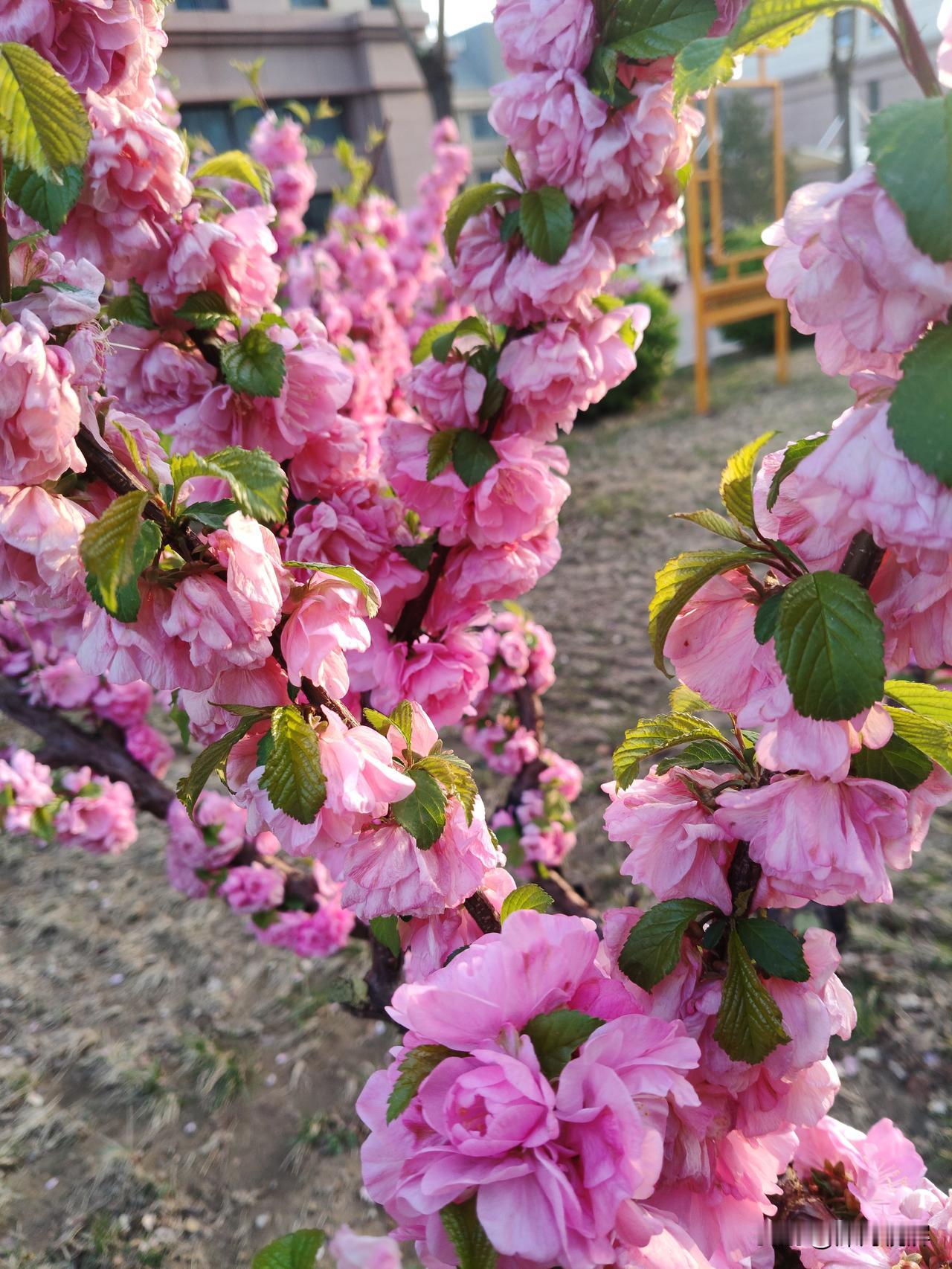 让种子长出绿色的情景和没有污染的水果蔬菜。有这样的希望来。等一下那个春天的季节，