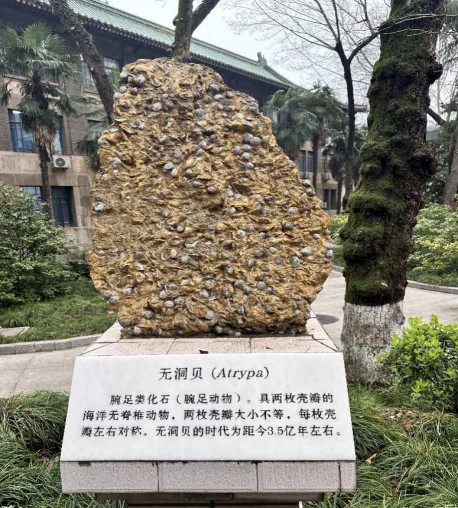 【称霸海洋1亿年，子孙繁盛时却突然灭绝？】4亿多年前的地球海洋，无洞贝绝对是顶流