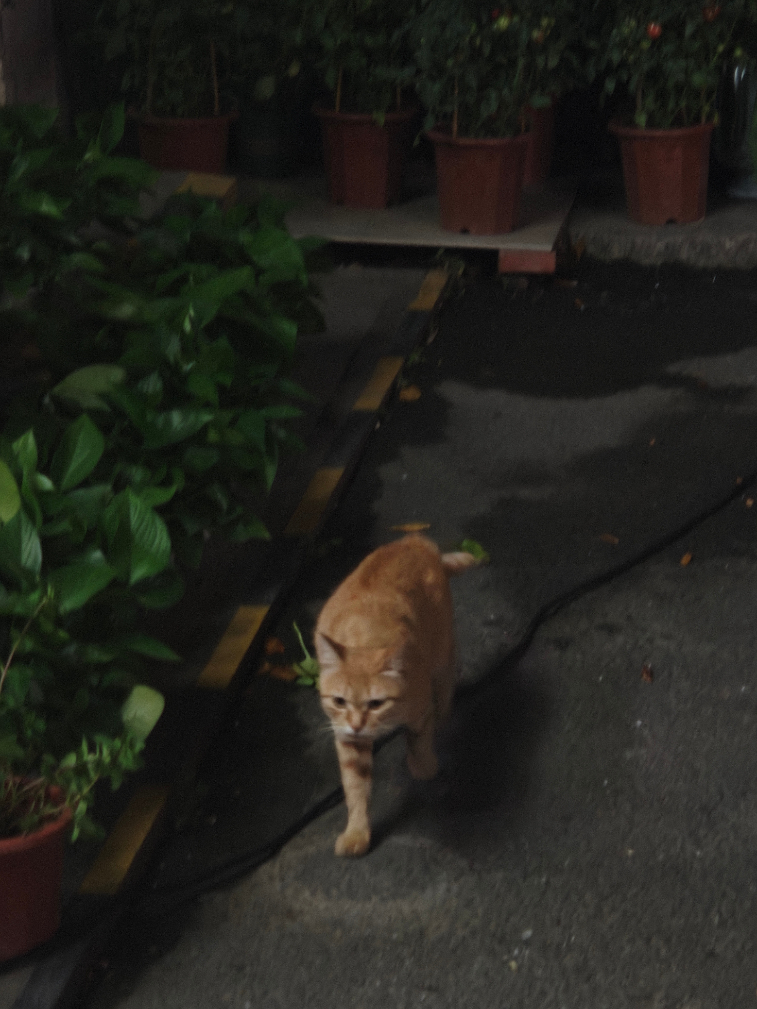 我叫了一声喵。但此猫非常不满，迈着八字步朝我走来吼了两嗓子。电车同学随便聊