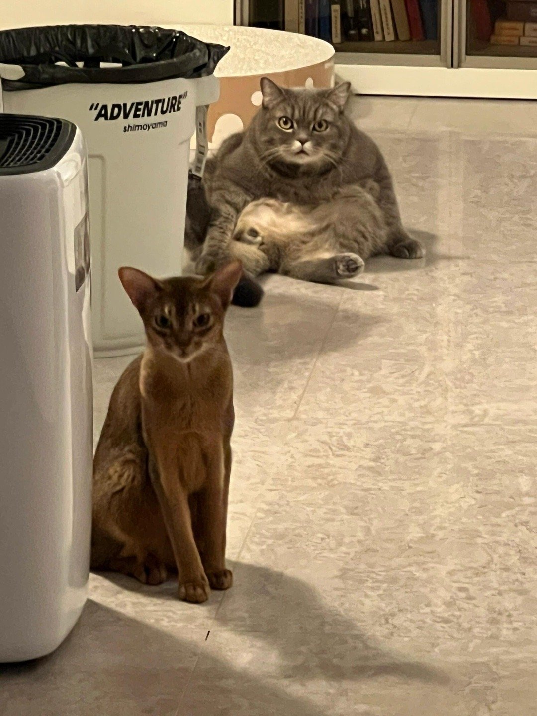 养猫和养猪咪的区别​​​