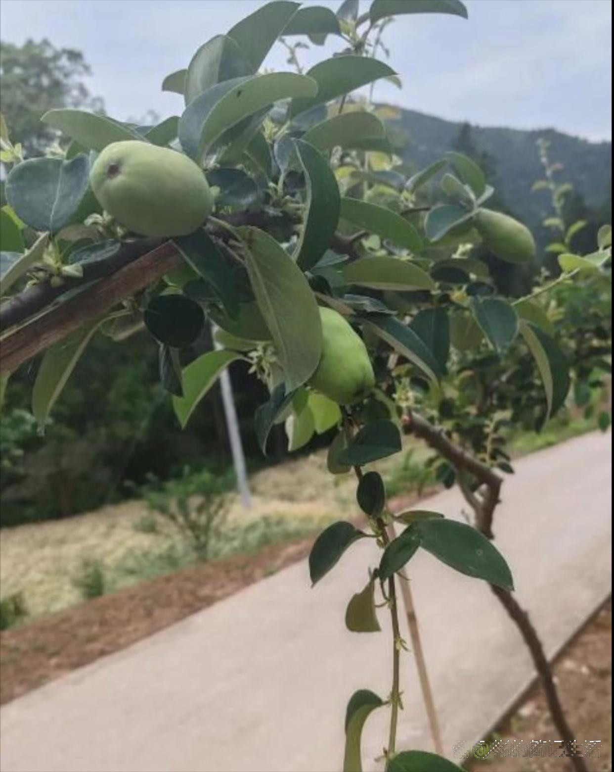 跟老婆回乡下的时候，在小路旁看到一棵树枝上结了几个果子，看着有些像梨子。但是看叶