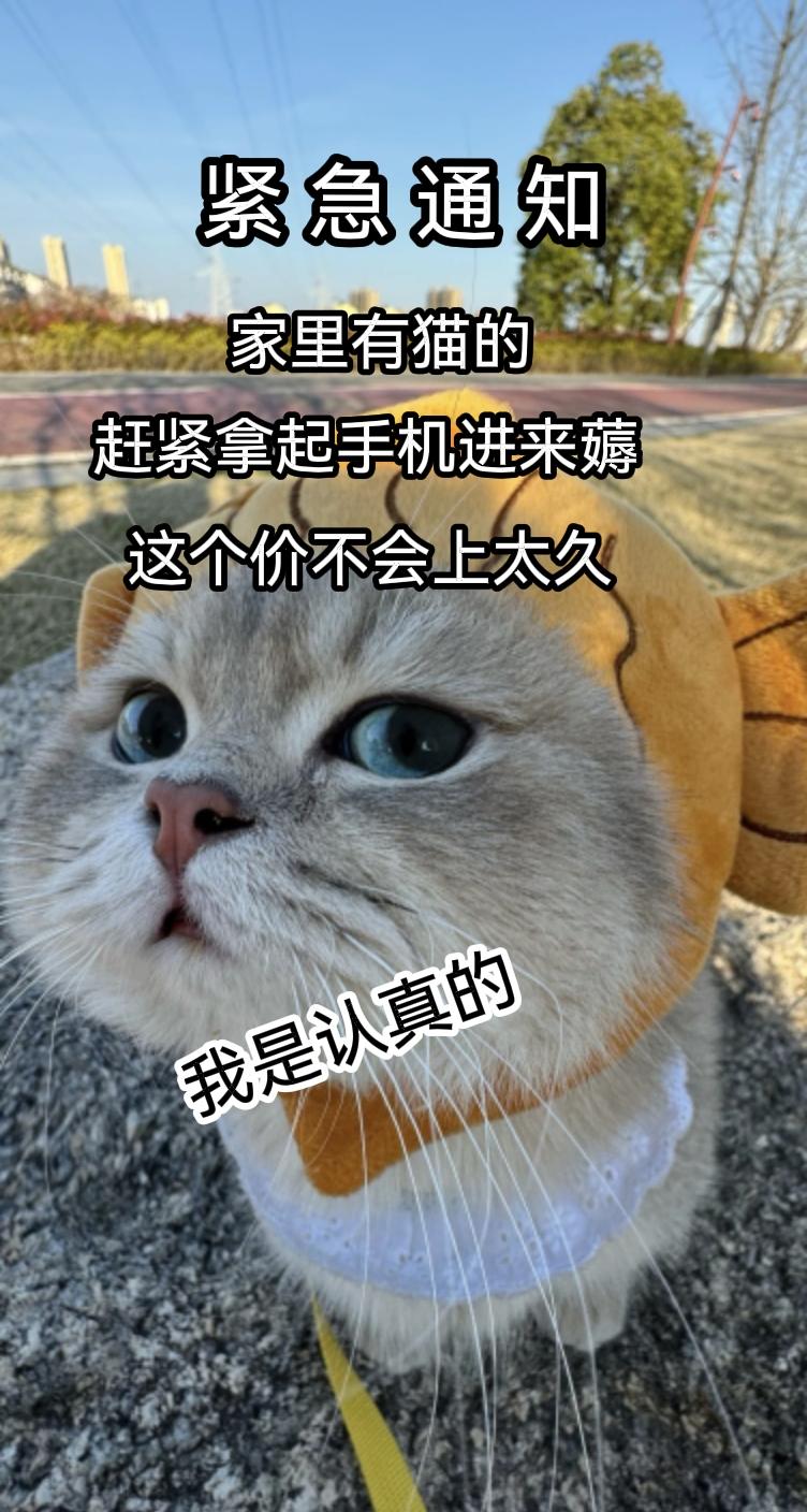 猫粮囤起来吧！