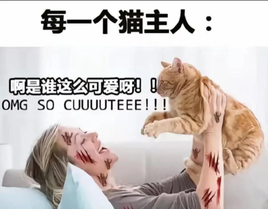 小猫咪梗图​​​