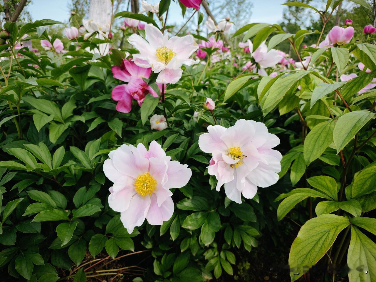 今天已和单位确认了退休时间，虽延迟五个月，但算下来还有七个月就能正式退休，心里满