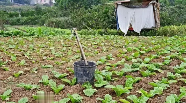 粪水脏臭, 化肥干净卫生! 专家说: 粪水浇的菜不能吃, 真相如何?