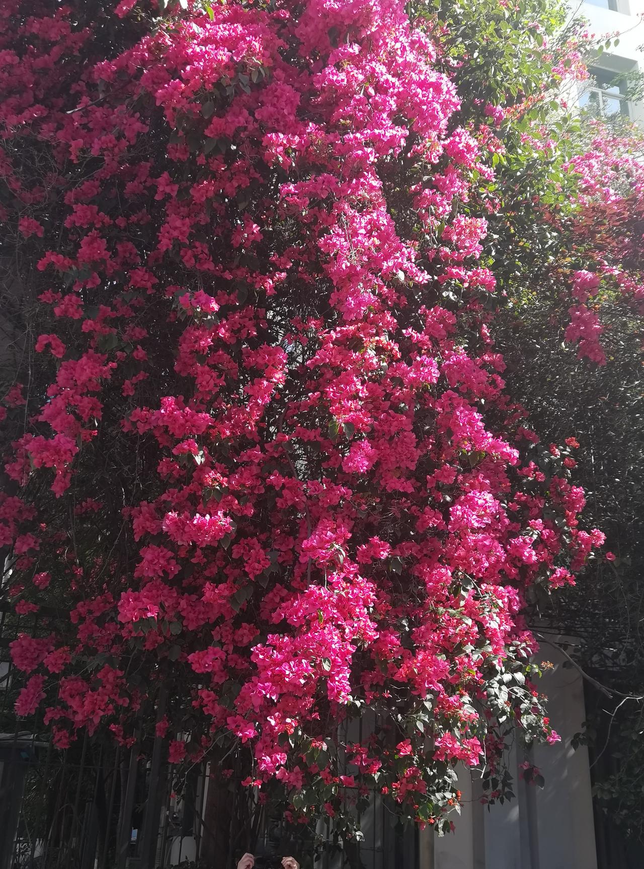 三角梅，太美了[赞][玫瑰]我喜欢三角梅，印象最深的是前几年冬季，我