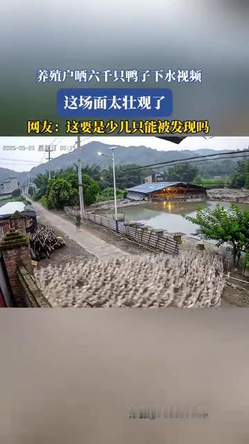 养殖户晒六千只鸭子下水视频，这场面太壮观了。来源：730038136。网友：