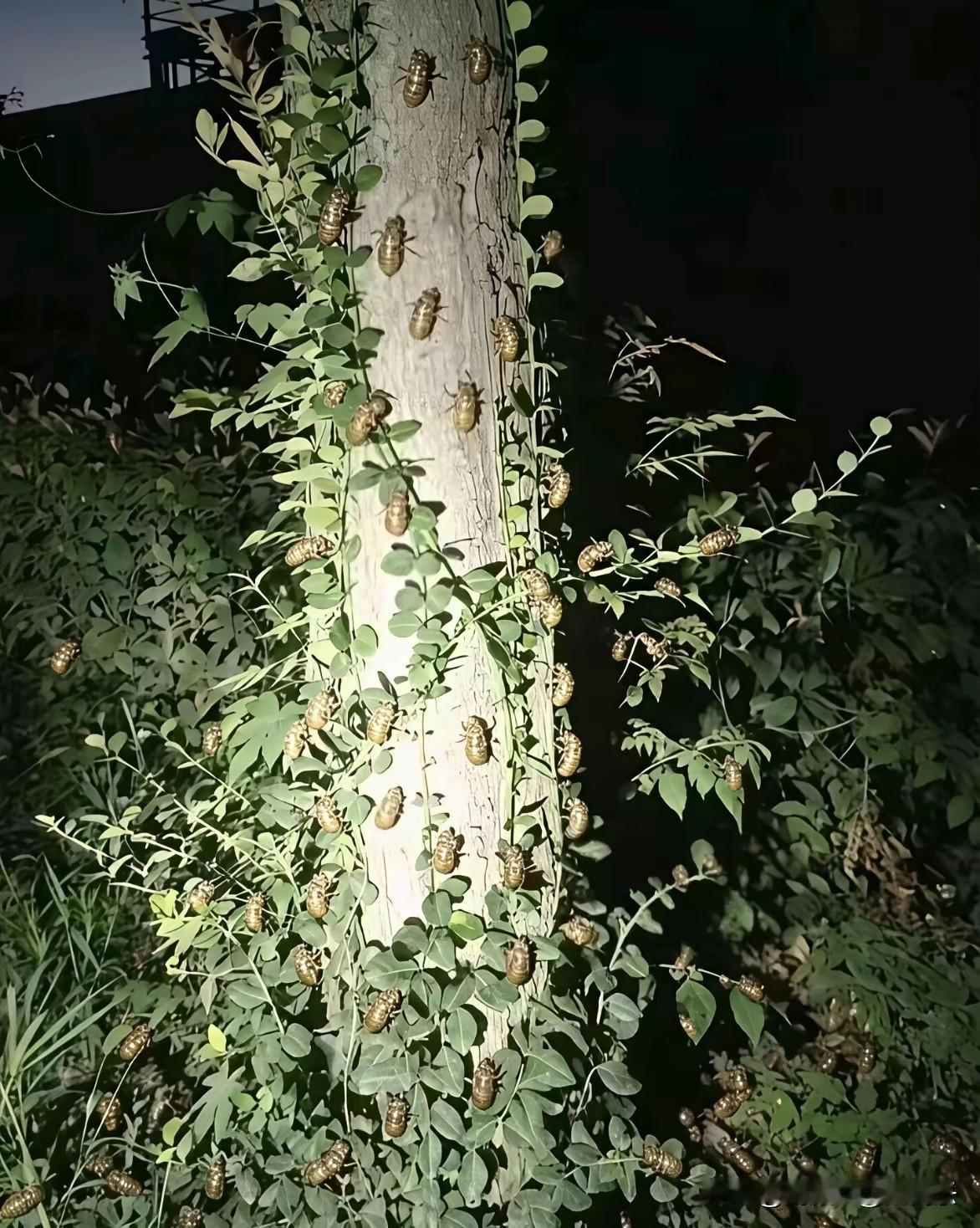 这玩意送我都不敢吃，市场上还卖得老贵！[捂脸哭][捂脸哭][捂脸哭]