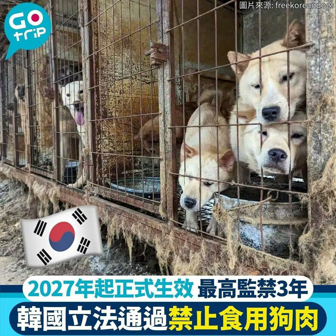 小韩2027年禁食狗肉法生效