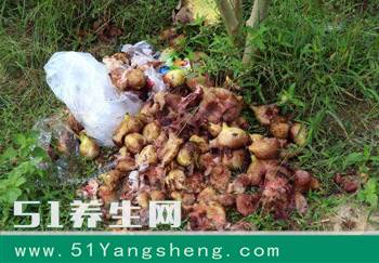 这种水果在农村没人要, 城里20一斤被抢空, 不心疼那是假的!