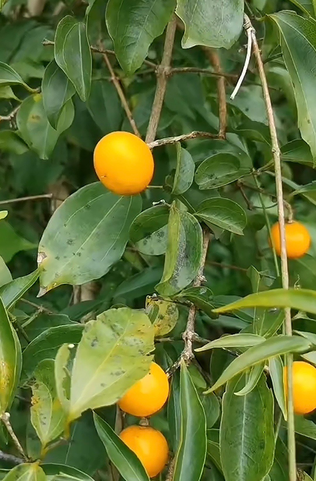 以下是关于马钱子的介绍：中医中药奇妙生物圈植物科普来源与性状•来源：为马钱科植