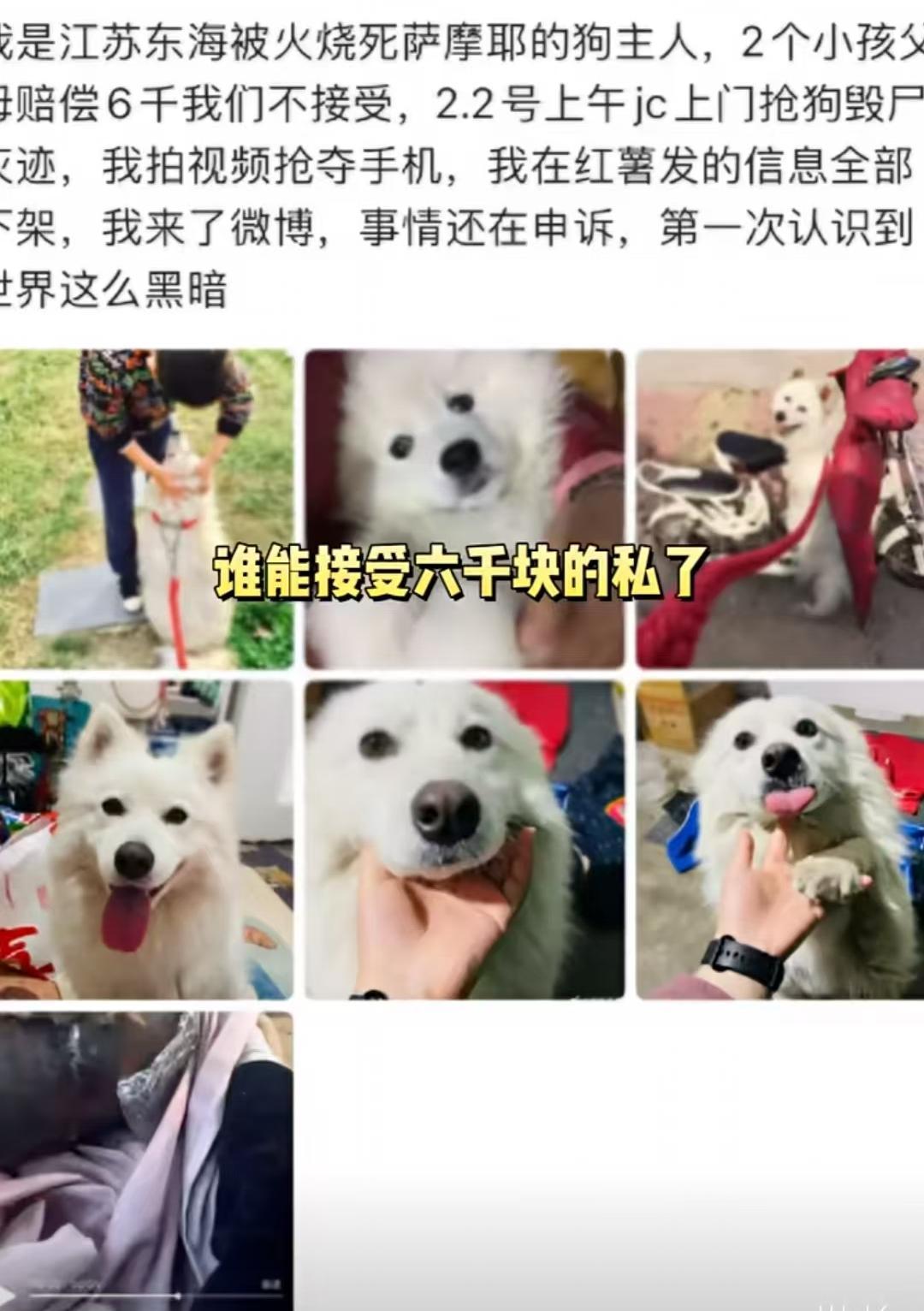 网传两个孩子玩烟花，烧死笼中萨摩耶，家属表示孩子已经知错，两家各赔付3000元。