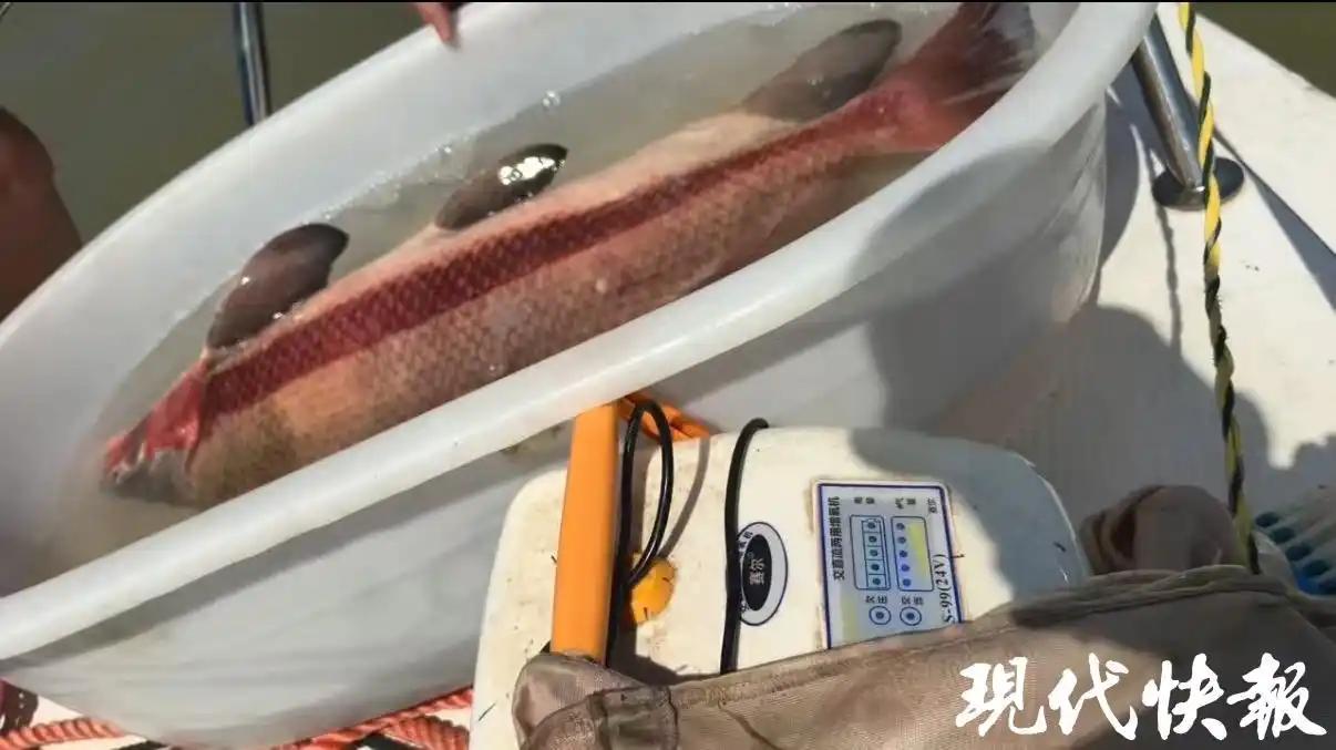 8月26日上午，江苏省盱眙辖区接到一通电话，是当地渔民打来的，据称钓到一条近一米