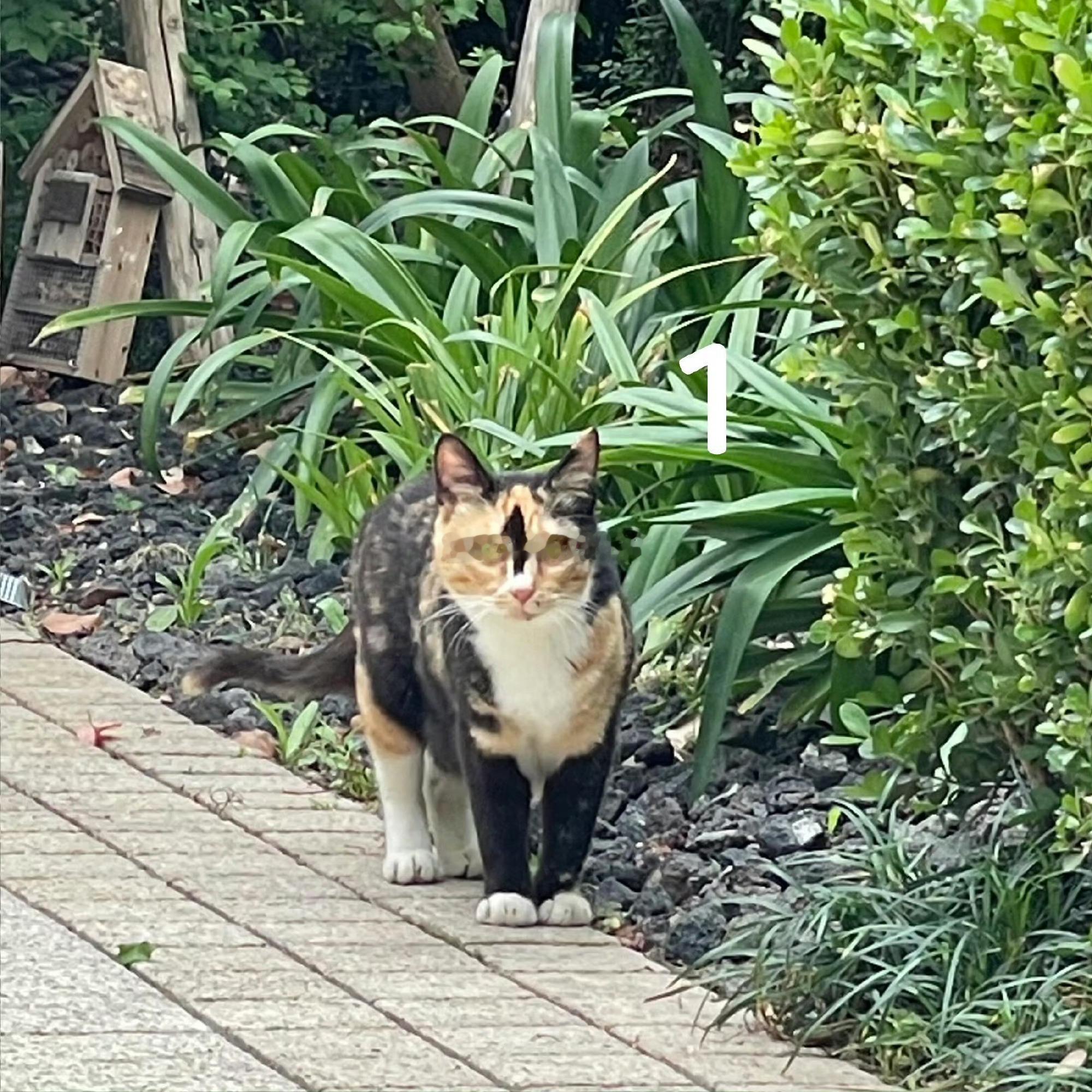 全世界最1的猫还真是最1的猫，这也太1了[笑着哭]​​​