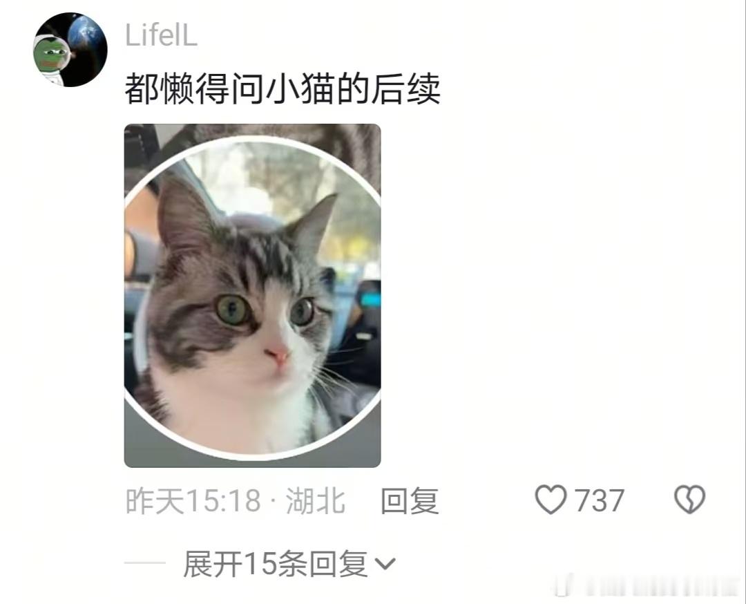 🐱：请问是这里招小猫吗？