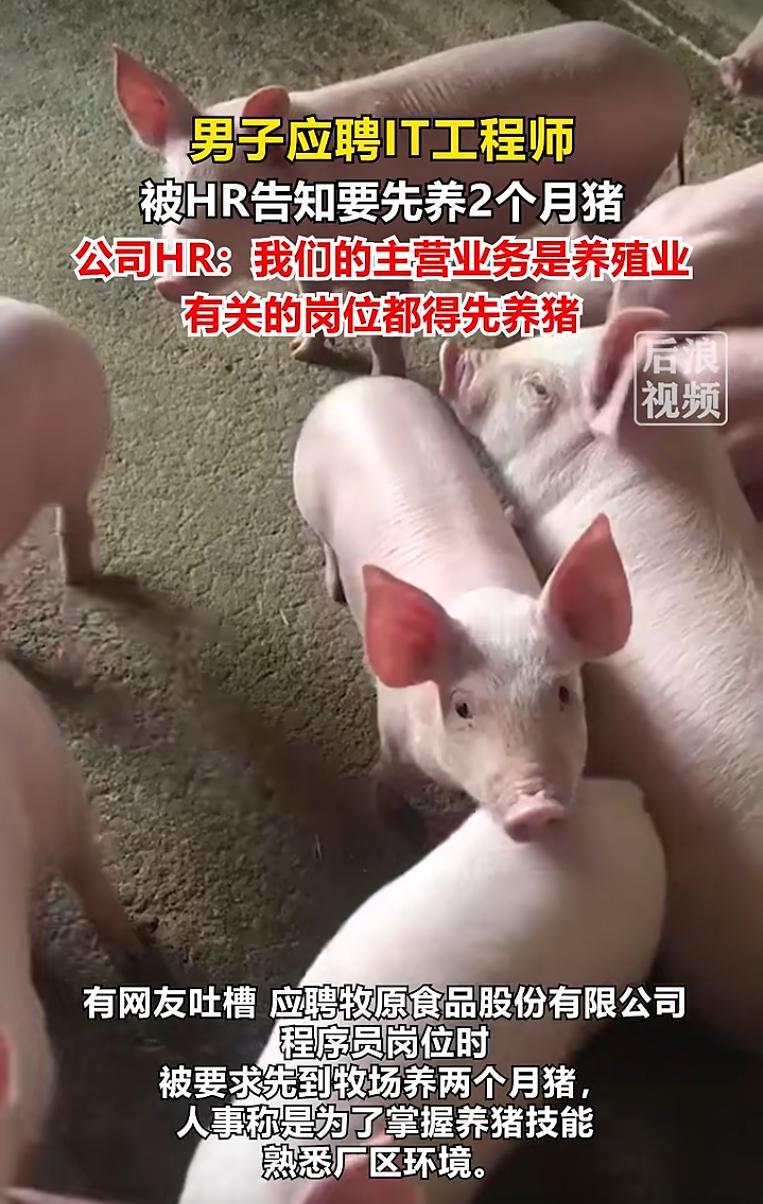5月14日大河报报道，“太离谱了！”河南，一公司招聘程序员竟要求先到牧场养两个月