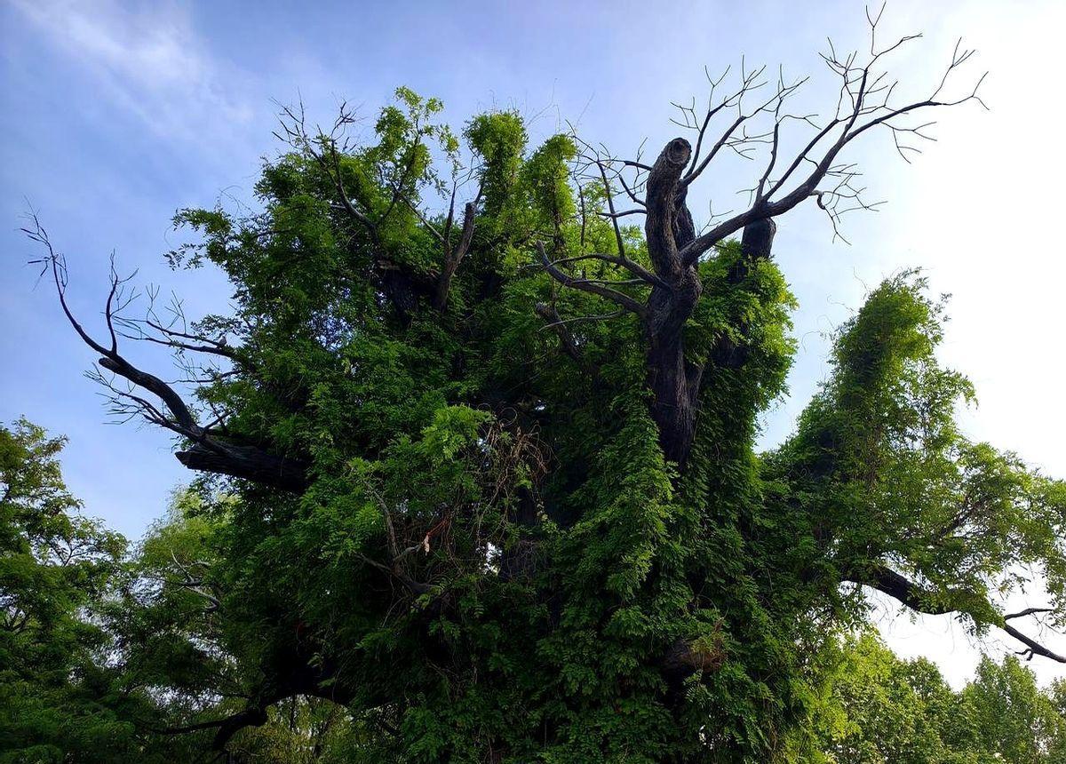 王楚钦练到凌晨两点，正手挥拍一千次。为什么樊振东还是能赢他？樊振东的球拍，像