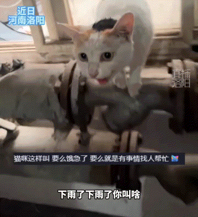 河南洛阳，一女子经过一楼道时，一只流浪猫突然从楼道窗户跳进来着急地向女子“喵喵”