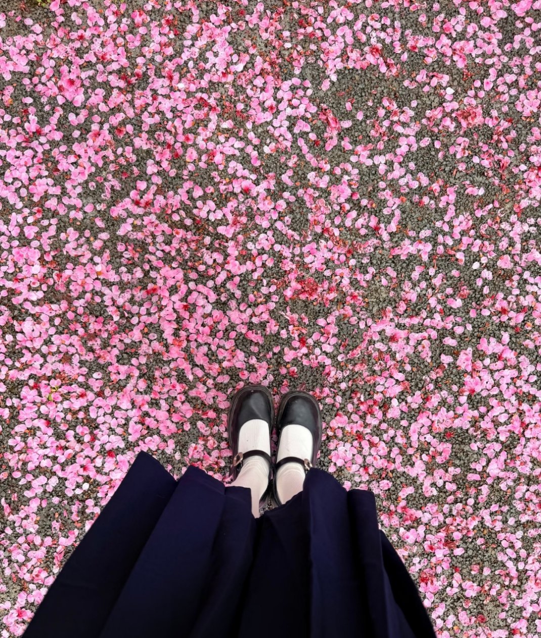 被这条路震撼到了！！！！！！一起走花路春天追花记得低头看脚下落樱铺成的花路美哭了