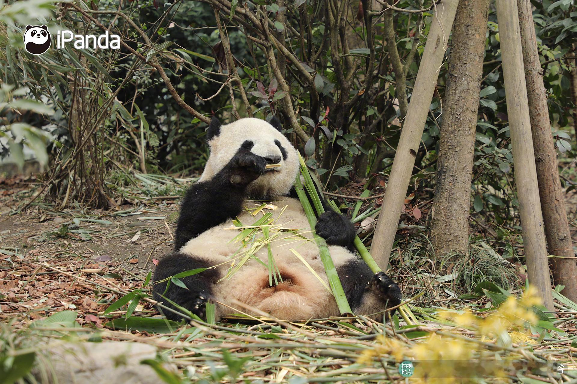 人，你有一份来自熊猫谷的超萌电子榨菜！📢大、小熊猫一起当你的“超萌饭搭子”陪你