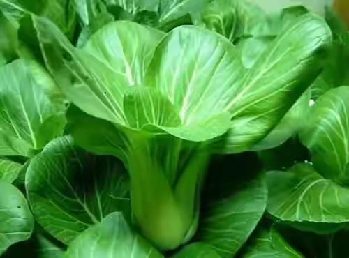 吃的是青菜，品味的是人生！富人吃它，叫养生保健，清理肠胃，促进消化，降脂明目！