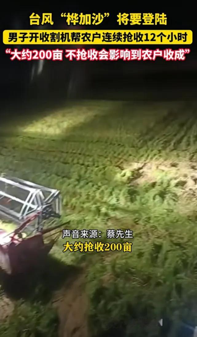 9月22日广东吴川。台风“桦加沙”将要登陆，男子开收割机帮农户连续抢收12个小时