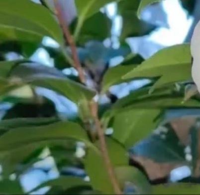 1200风铃草的日常种植养护秘籍寓意：风铃草象征温柔、健康、感恩、创造力。喜欢