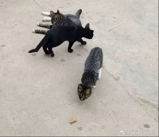 小天使给我拍了小猫的照片我说怎么那么像咱们办公室后院那些小猫啊他说巧合吧小猫都