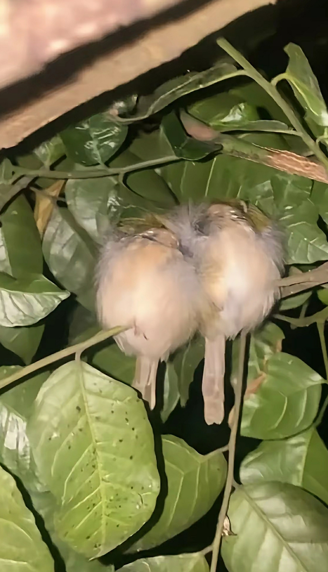 原来小鸟在树上是这样睡觉的