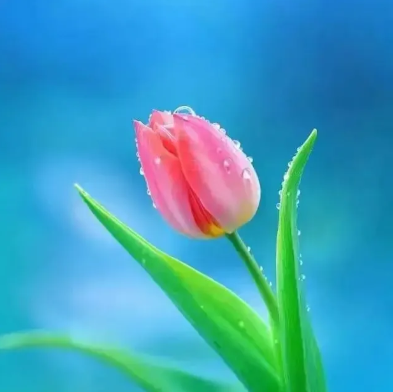 去年，表哥家的外孙子考上了清华，我既不意外，更不羡慕。因为我早就知道他家孩子是一