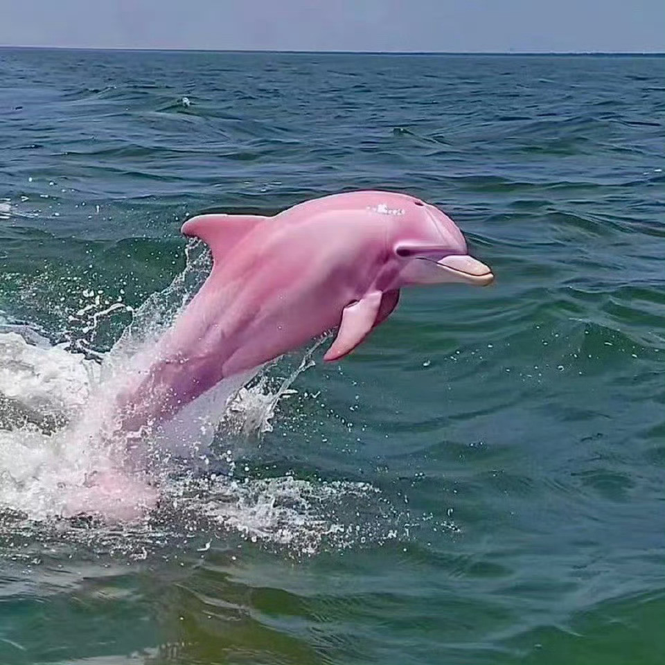 愿看到这只粉色海豚的你们好运连连🌈