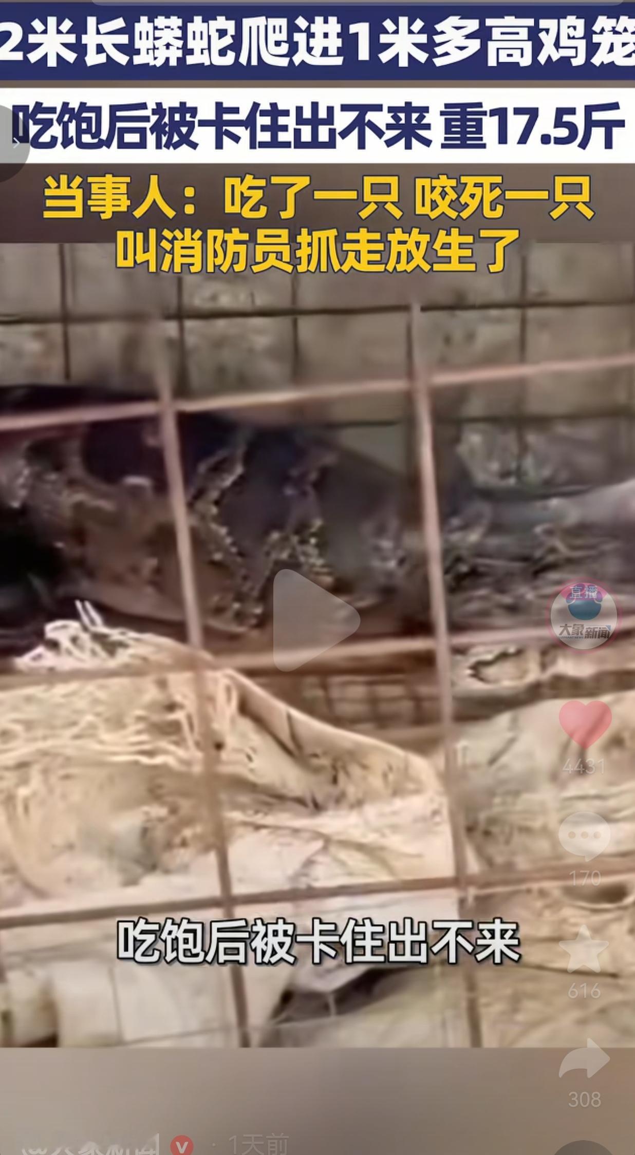 福建一蟒蛇钻进鸡笼饱餐一顿，吃饱后被卡住出不来，太逗了！谁能想到，一条2米