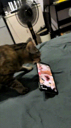 哈哈这只猫咪也太实在了！听见手机里传出小奶猫喵喵的叫声，它当真以为有只小猫被困在