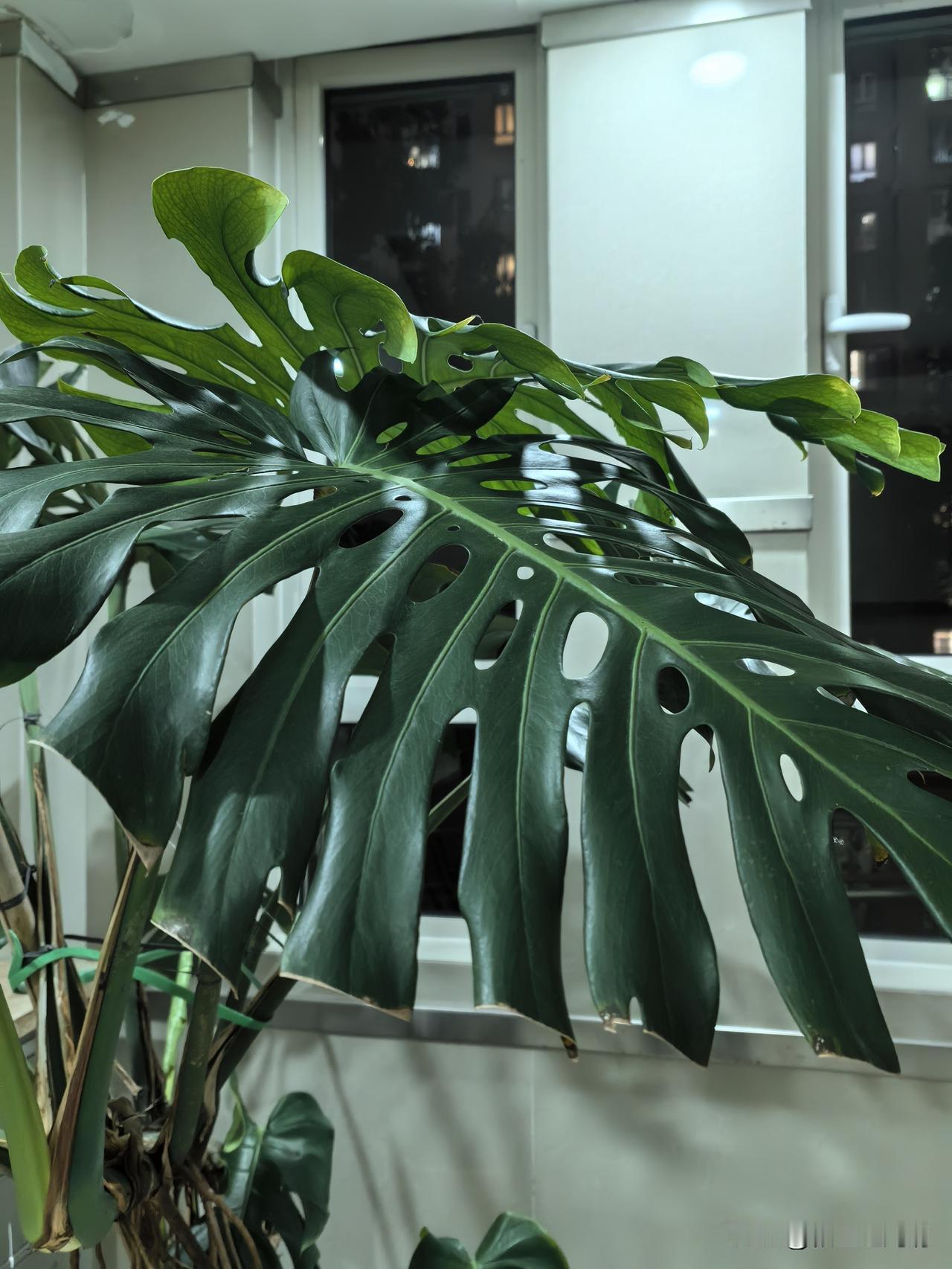 龟背竹门厅里谁放了一大盆龟背竹。这龟背竹养得真好,叶子有蒲扇那么大,每片叶子