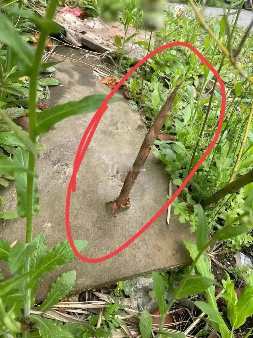 看到这根笋有什么想说的吗?