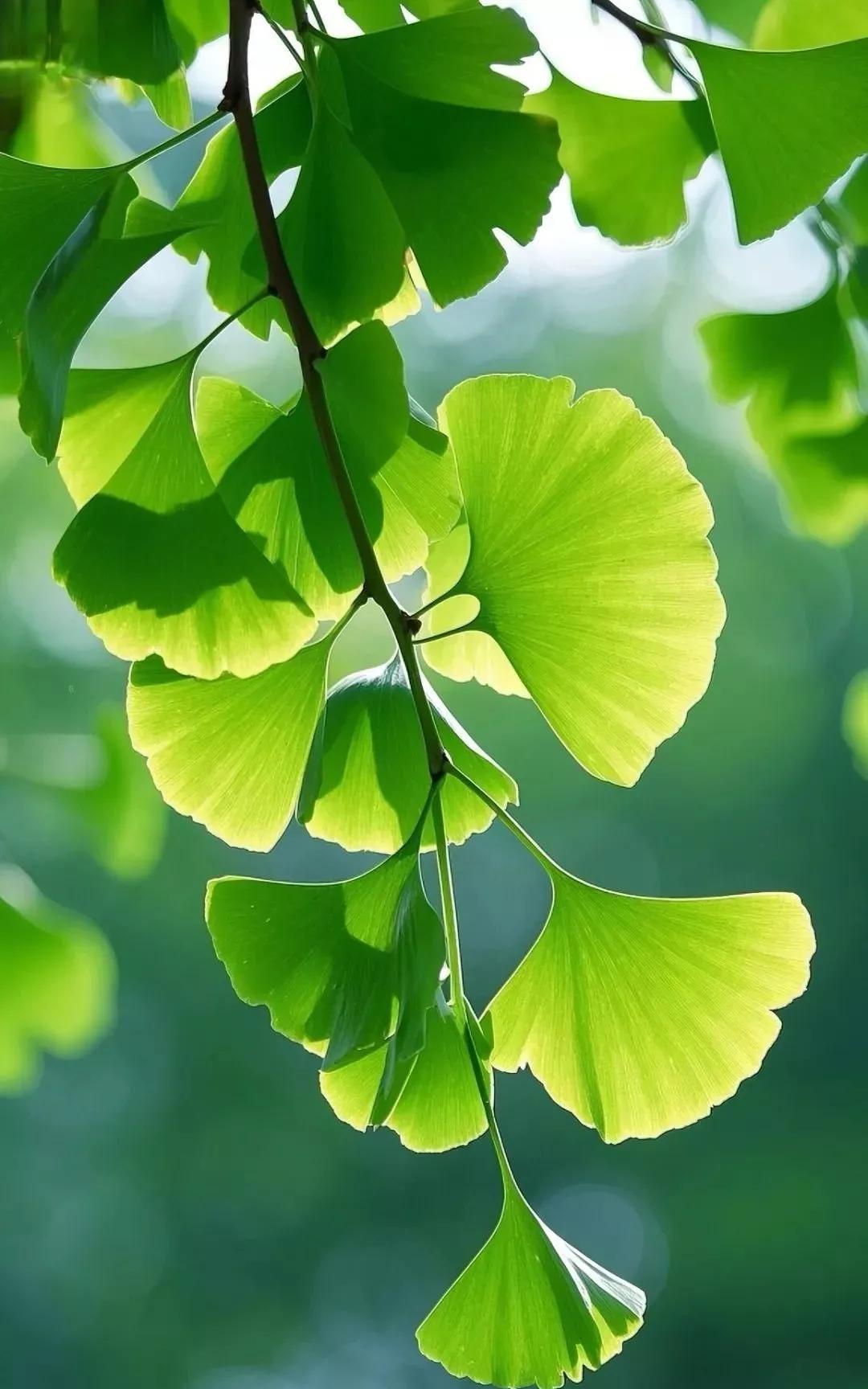 小暑节气谚语分享[比心][比心]小暑大暑，上蒸下煮小暑南风十八天，坑里泥巴都晒干