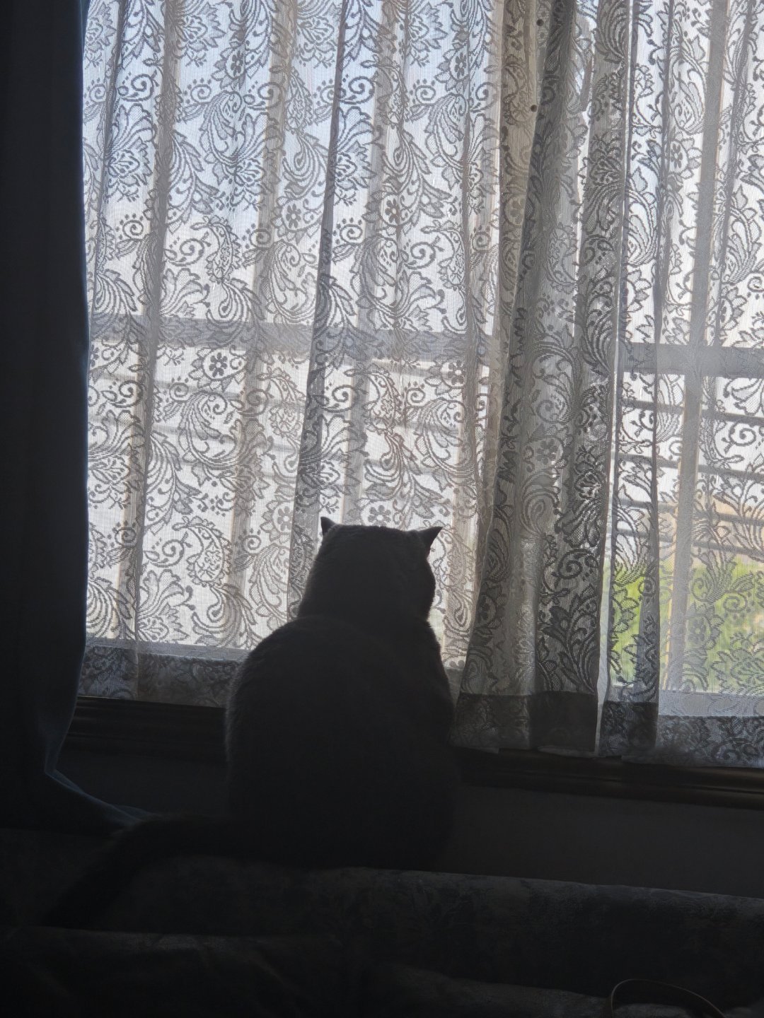 一直觉得我家kiss是一只特别有灵性的小猫，自从我怀孕之后，他从来不踩我身上，在