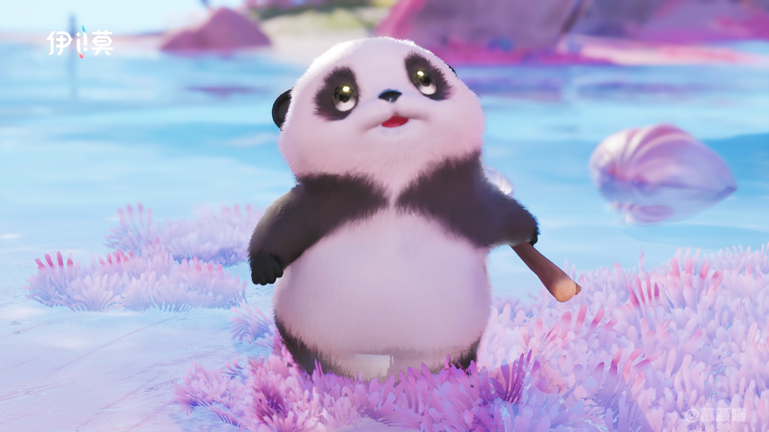  伊莫摄影｜羞羞獭真的太可爱噜~ 有白蓝羞羞獭，小熊猫羞羞獭...