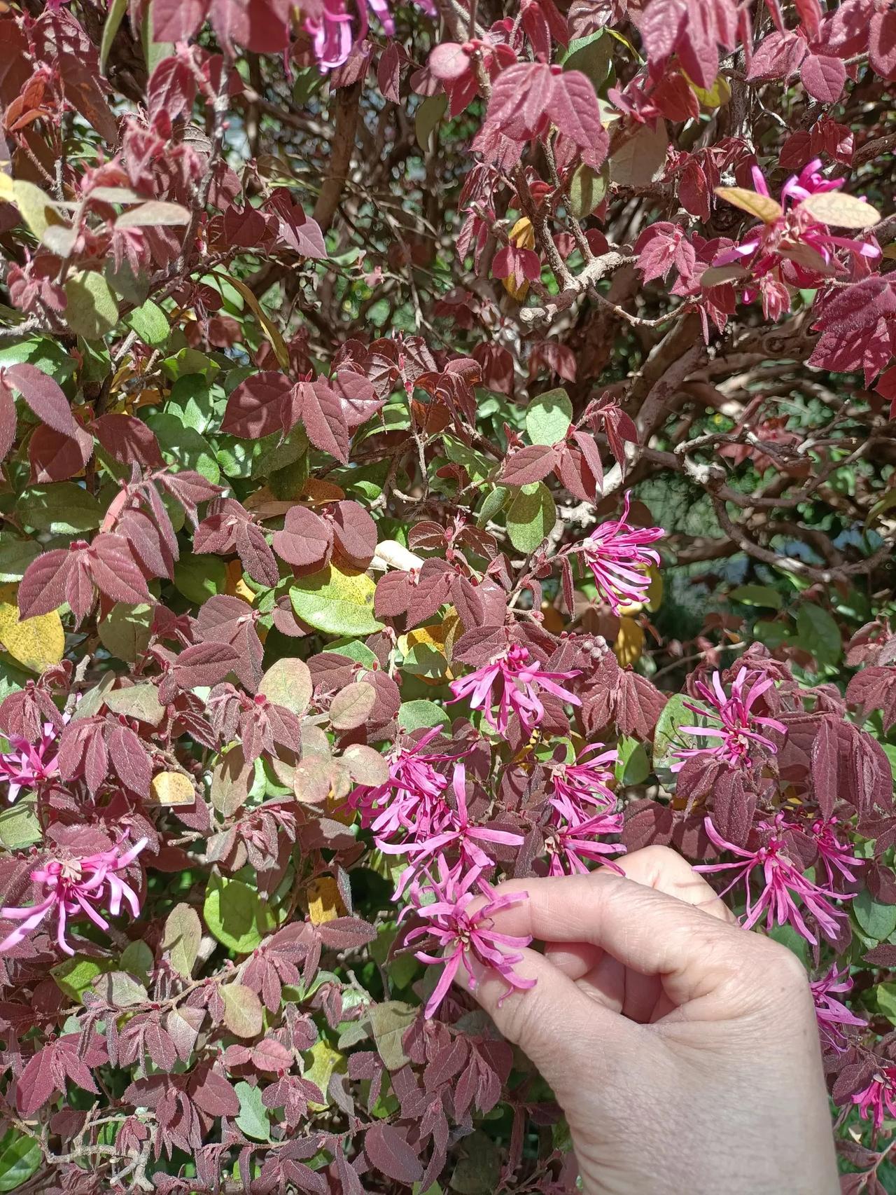 分享一张你拍的好看的风景照分享你手机里的花花草草的照片分享一下大家随手拍的花