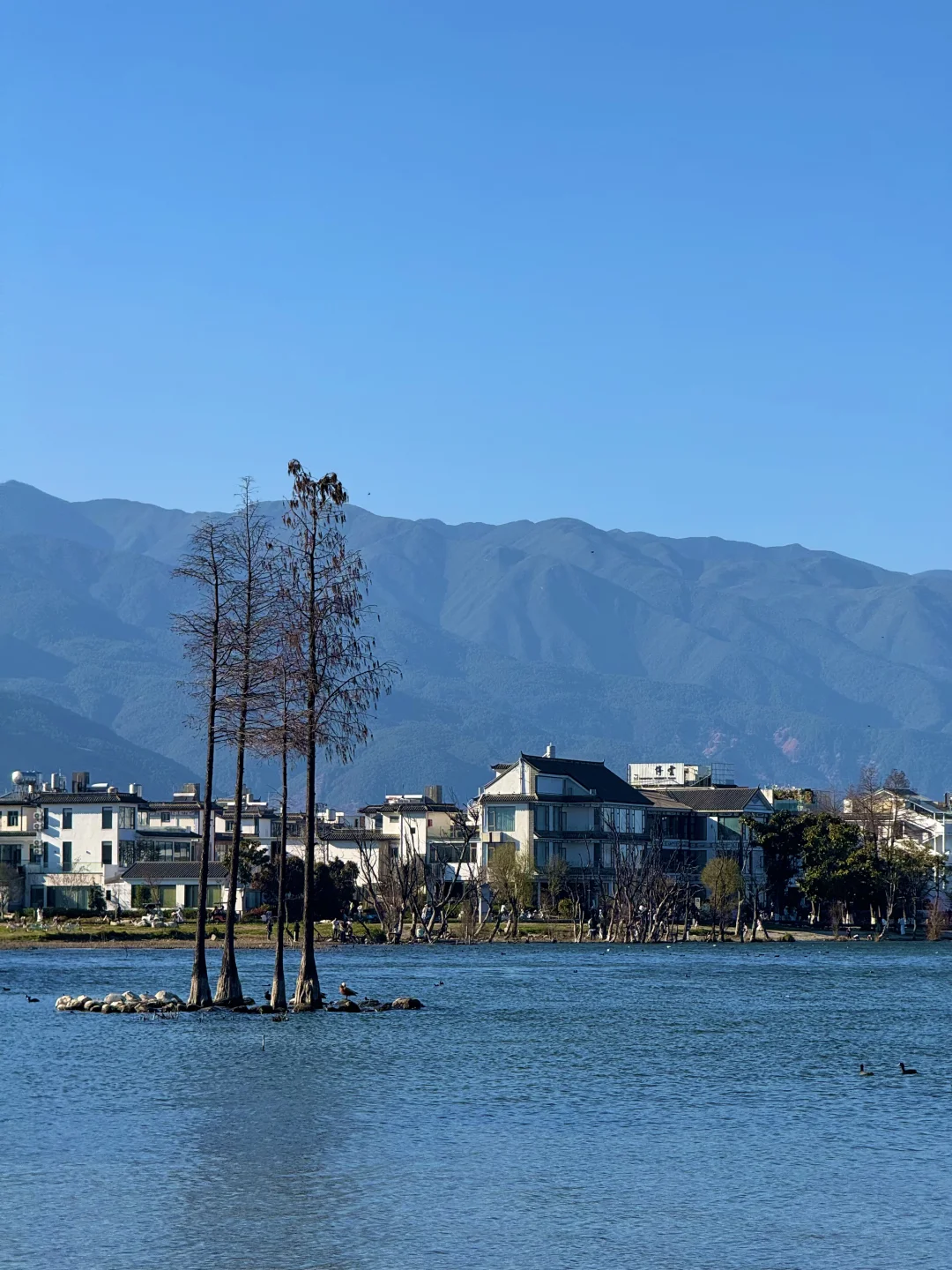 洱海的这几颗树🌲不会只有我拍了吧？