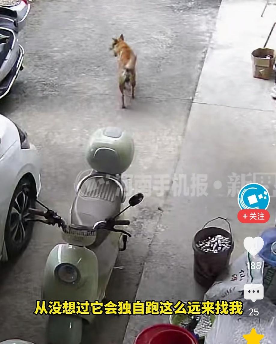 女子翻看监控，意外的发现娘家的狗狗清晨来到婆家，围着她的电动车嗅了嗅，转身就离开