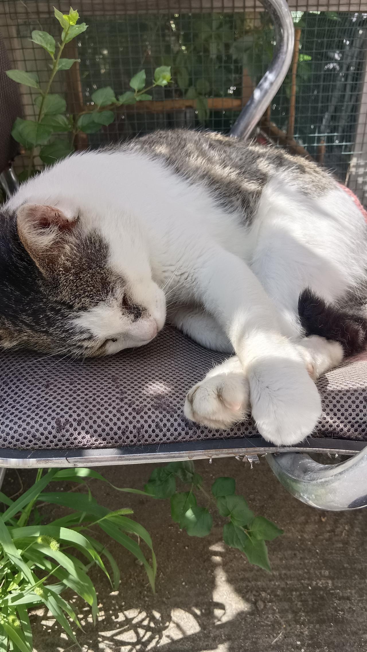 你们家猫咪睡觉，会摆出什么有趣的姿势？