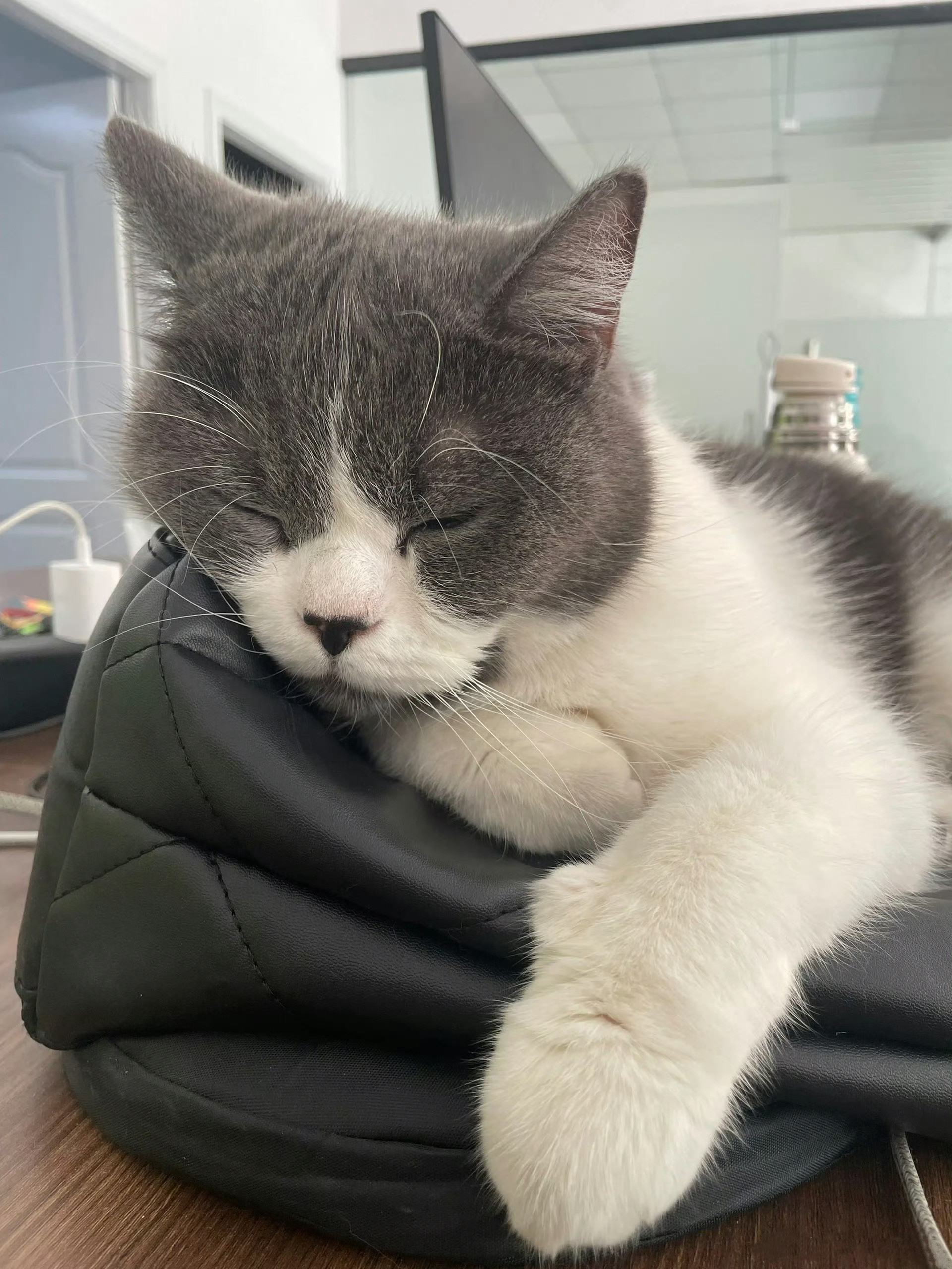 当面吐槽老板的猫好丑