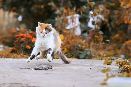 猫咪还没断奶就上岗了小猫咪还没断奶就上岗，也太可爱太敬业了吧！软乎乎奶fufu，
