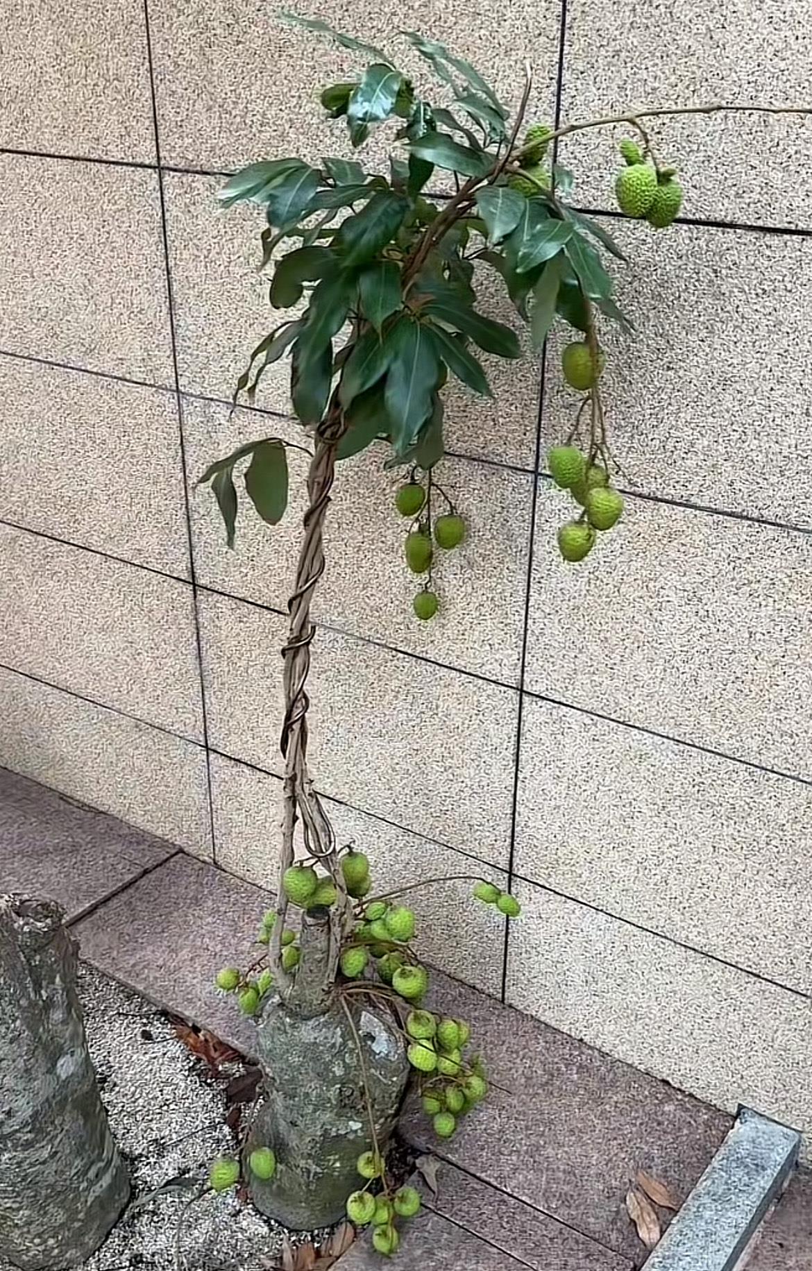 这棵荔枝树真是逆天了，这样还能结果