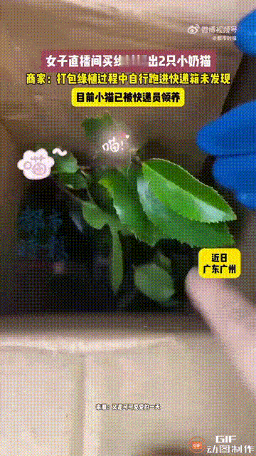 广东广州一名女子在网上直播间购买了一株绿植，谁料收到包裹后，居然听到里面传来小猫