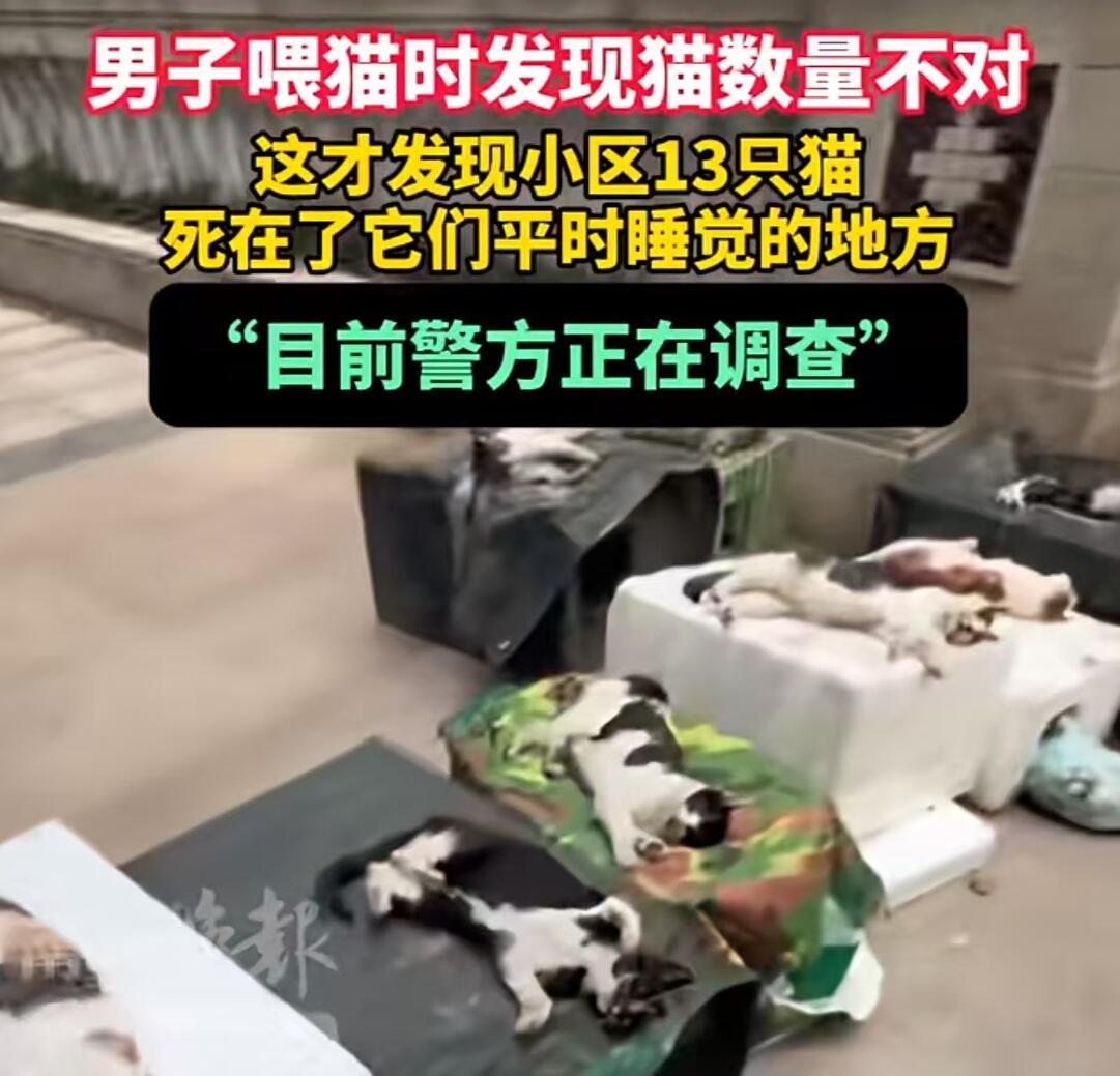 最近武汉青山区有个小区，大华铂金郦府，出了一档子挺糟心的事。小区里那些流浪猫，一