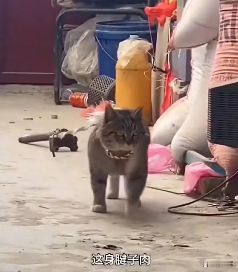 楼下收费站的老板养了一只很可爱的狸花猫，但今天看到狸花猫被拴起来了。这只猫咪特