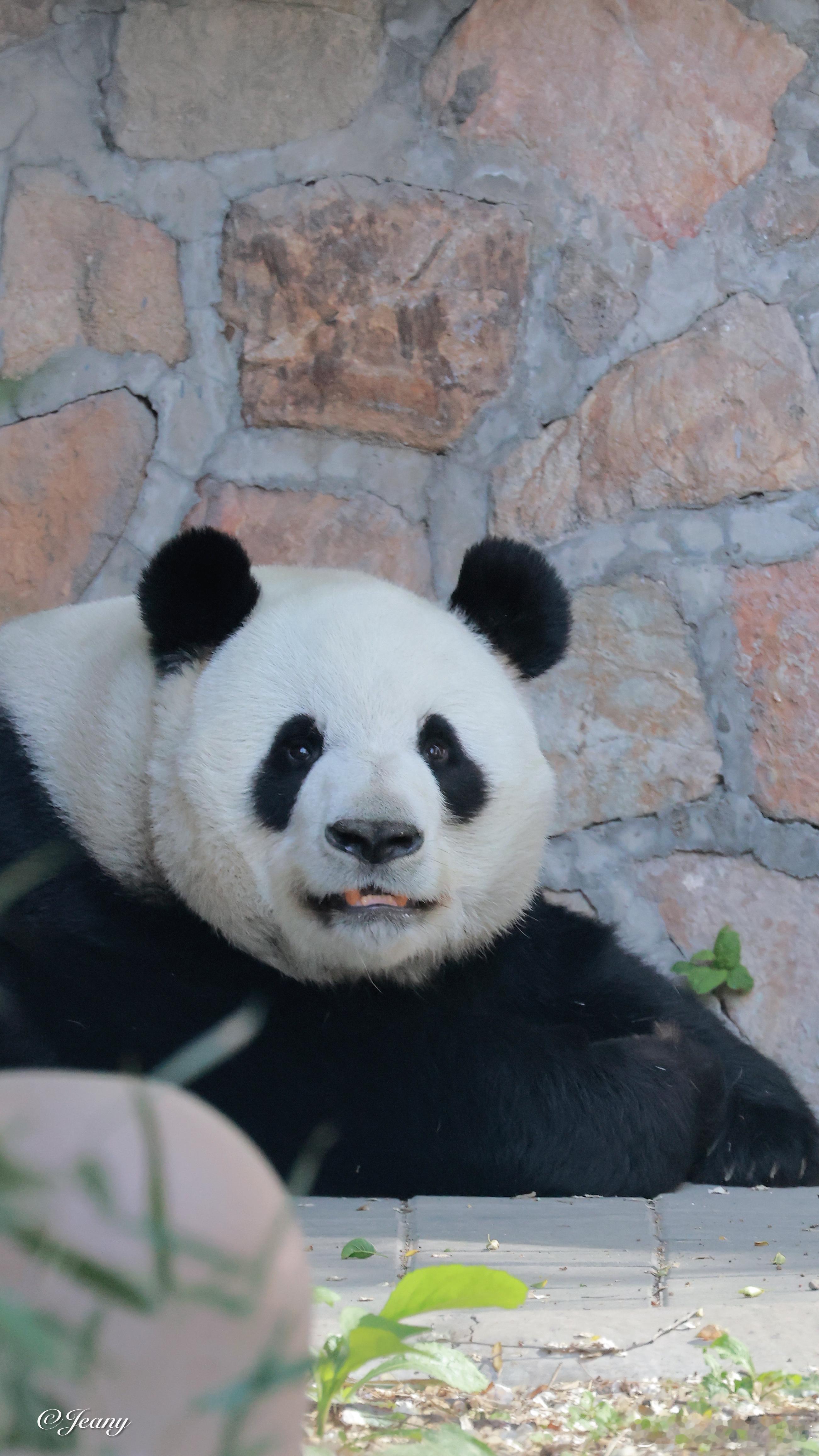 4.27萌兰🐼扛不住了！怎么有这么温柔的小熊最春天的照片colorwalk偶遇