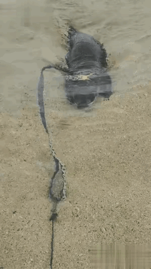 是个狠人，这宠物在水里基本无敌。